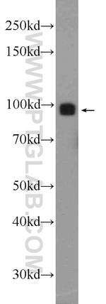 TARSL2 Antibody in Western Blot (WB)