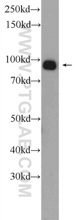 TARSL2 Antibody in Western Blot (WB)