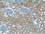 C12orf65 Antibody in Immunohistochemistry (Paraffin) (IHC (P))