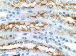 SGLT2 Antibody in Immunohistochemistry (Paraffin) (IHC (P))