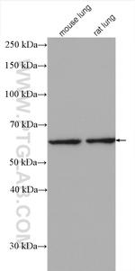 EHD1 Antibody in Western Blot (WB)