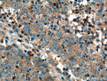 VN1R3 Antibody in Immunohistochemistry (Paraffin) (IHC (P))