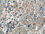 VN1R3 Antibody in Immunohistochemistry (Paraffin) (IHC (P))