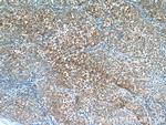 VN1R3 Antibody in Immunohistochemistry (Paraffin) (IHC (P))