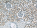 LRPAP1 Antibody in Immunohistochemistry (Paraffin) (IHC (P))