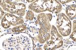 LRPAP1 Antibody in Immunohistochemistry (Paraffin) (IHC (P))