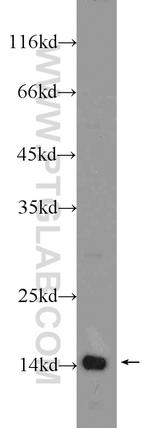 TAF13 Antibody in Western Blot (WB)