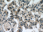 GGT7 Antibody in Immunohistochemistry (Paraffin) (IHC (P))