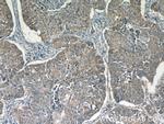 GGT7 Antibody in Immunohistochemistry (Paraffin) (IHC (P))