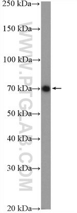 CCDC99 Antibody in Western Blot (WB)