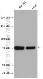 CCDC99 Antibody in Western Blot (WB)