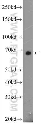 EYA4 Antibody in Western Blot (WB)