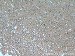 DAOA Antibody in Immunohistochemistry (Paraffin) (IHC (P))