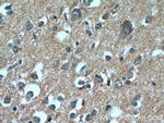 DAOA Antibody in Immunohistochemistry (Paraffin) (IHC (P))