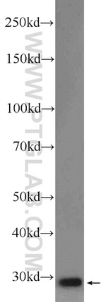 POLR3G Antibody in Western Blot (WB)