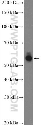 PVRL1 Antibody in Western Blot (WB)