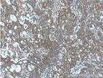 IL36 gamma Antibody in Immunohistochemistry (Paraffin) (IHC (P))