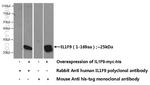 IL36 gamma Antibody in Western Blot (WB)