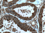 IL36 gamma Antibody in Immunohistochemistry (Paraffin) (IHC (P))