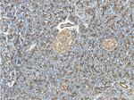 IL36 gamma Antibody in Immunohistochemistry (Paraffin) (IHC (P))