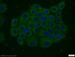 FGFBP3 Antibody in Immunocytochemistry (ICC/IF)