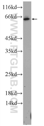 FGFBP3 Antibody in Western Blot (WB)