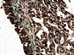 ACE Antibody in Immunohistochemistry (Paraffin) (IHC (P))