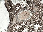 ACE Antibody in Immunohistochemistry (Paraffin) (IHC (P))