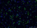 YTHDF2 Antibody in Immunohistochemistry (PFA fixed) (IHC (PFA))