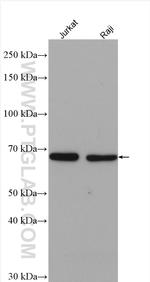 YTHDF2 Antibody in Western Blot (WB)