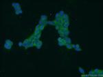 ZDHHC13 Antibody in Immunocytochemistry (ICC/IF)