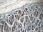 ZDHHC13 Antibody in Immunohistochemistry (Paraffin) (IHC (P))