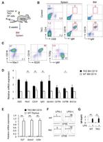 IgM Antibody in Flow Cytometry, ELISA (Flow, ELISA)