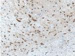 PTGER3 Antibody in Immunohistochemistry (Paraffin) (IHC (P))