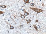 PTGER3 Antibody in Immunohistochemistry (Paraffin) (IHC (P))