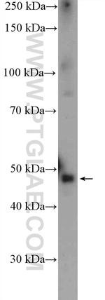 PTGER3 Antibody in Western Blot (WB)