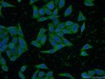 INSIG2 Antibody in Immunocytochemistry (ICC/IF)