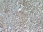 INSIG2 Antibody in Immunohistochemistry (Paraffin) (IHC (P))