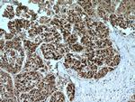 Caspase 2/p18 Antibody in Immunohistochemistry (Paraffin) (IHC (P))