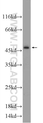 Caspase 2/p18 Antibody in Western Blot (WB)