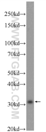 Caspase 2/p18 Antibody in Western Blot (WB)