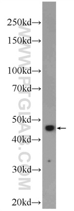 Caspase 2/p18 Antibody in Western Blot (WB)