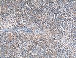 MOSC2 Antibody in Immunohistochemistry (Paraffin) (IHC (P))