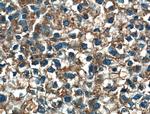 MOSC2 Antibody in Immunohistochemistry (Paraffin) (IHC (P))