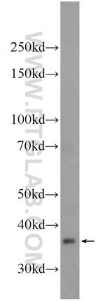 MOSC2 Antibody in Western Blot (WB)