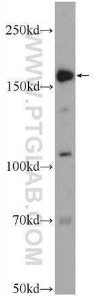 PIK3C2B Antibody in Western Blot (WB)