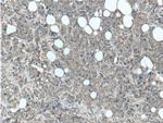 GIGYF2 Antibody in Immunohistochemistry (Paraffin) (IHC (P))