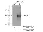 GIGYF2 Antibody in Immunoprecipitation (IP)