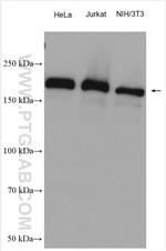 GIGYF2 Antibody in Western Blot (WB)