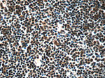 NALP1 Antibody in Immunohistochemistry (Paraffin) (IHC (P))